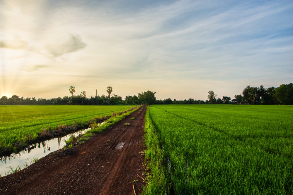 Agreicultural land in shimogga