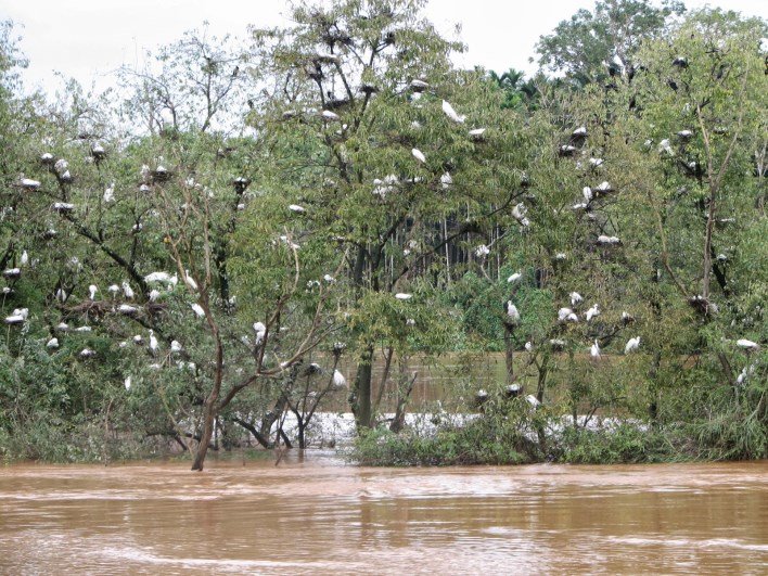 Mandagadde Bird Sanctuary in Shivamogga, a serene haven for migratory birds, surrounded by lush forests and tranquil waters, ideal for birdwatching