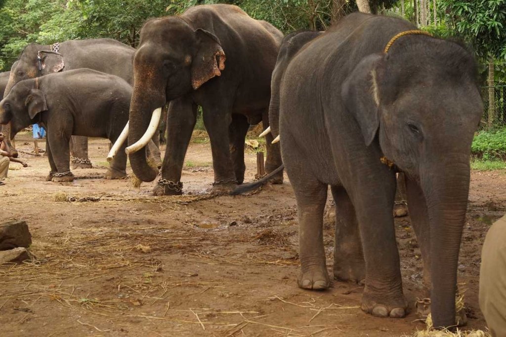 Sakrebailu Elephant Camp in Shivamogga, where visitors can interact with elephants in a natural, conservation-focused environment.